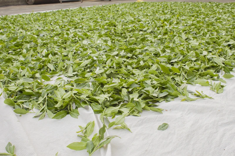 secado de té
