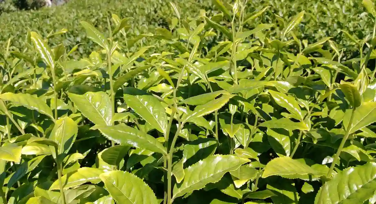 Blog de el té
